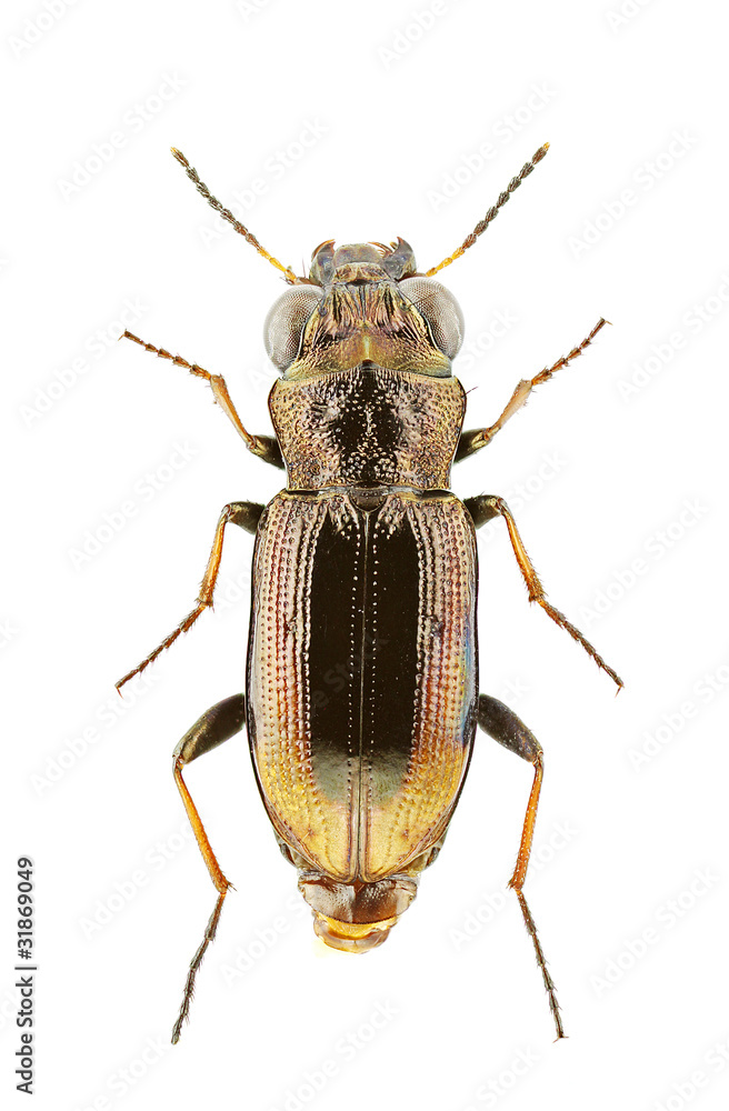 Notiophilus biguttatus Notiophilus biguttatus
