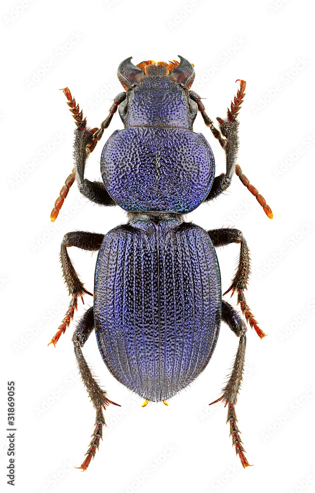 Pachycarus cyaneus Pachycarus cyaneus