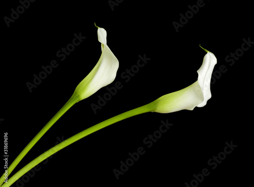 Fototapeta Naklejka Na Ścianę i Meble -  zwei Calla Lilien vor schwarzem Hintergrund