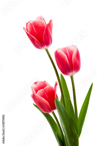 Rote Tulpen mit weißem Rand