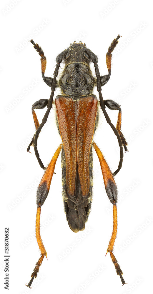 Fototapeta premium Stenopterus atricornis