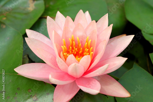 Water lotus lily