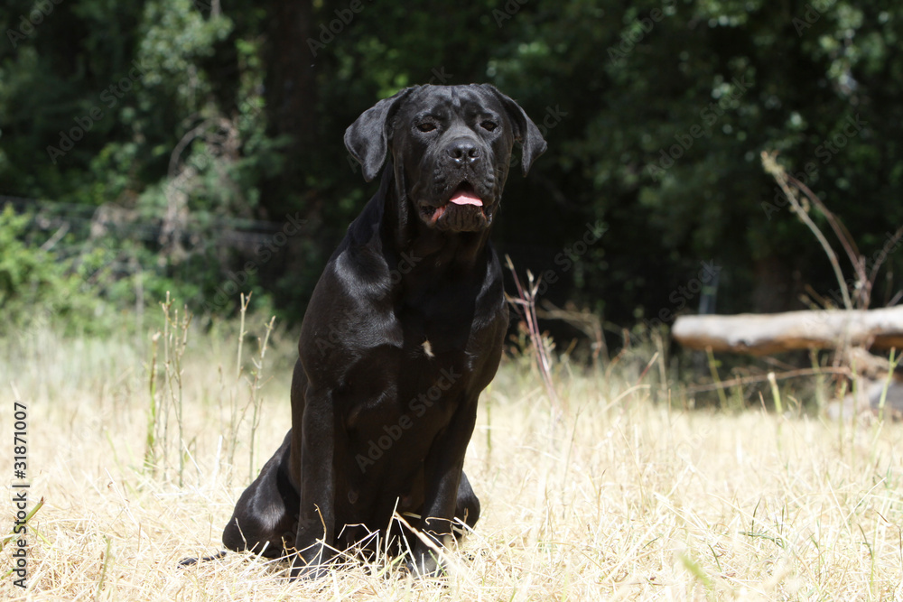 black italian corso dog outside