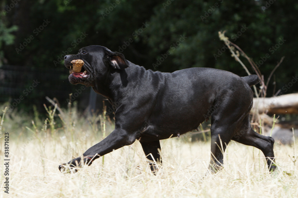 cane corso walking with something in the mouth cane corso walking with something in the mouth