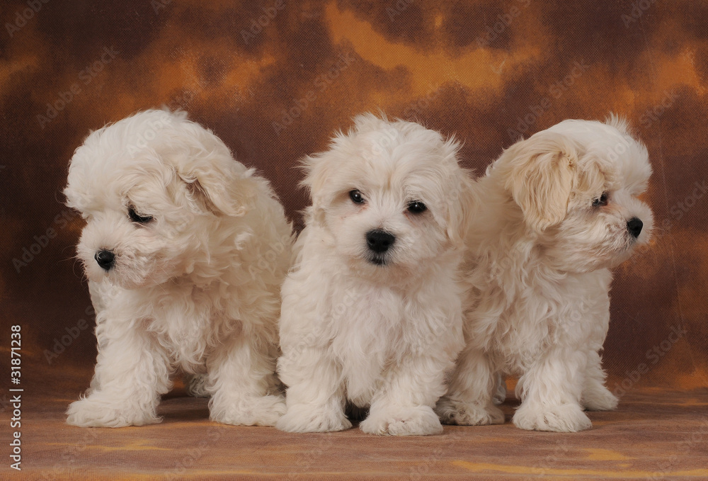 MALTESE. StockFoto Adobe Stock