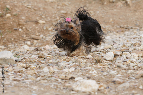 course du yokshire terrier sur les cailloux photo