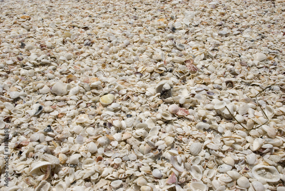 strand voller muscheln strand voller muscheln