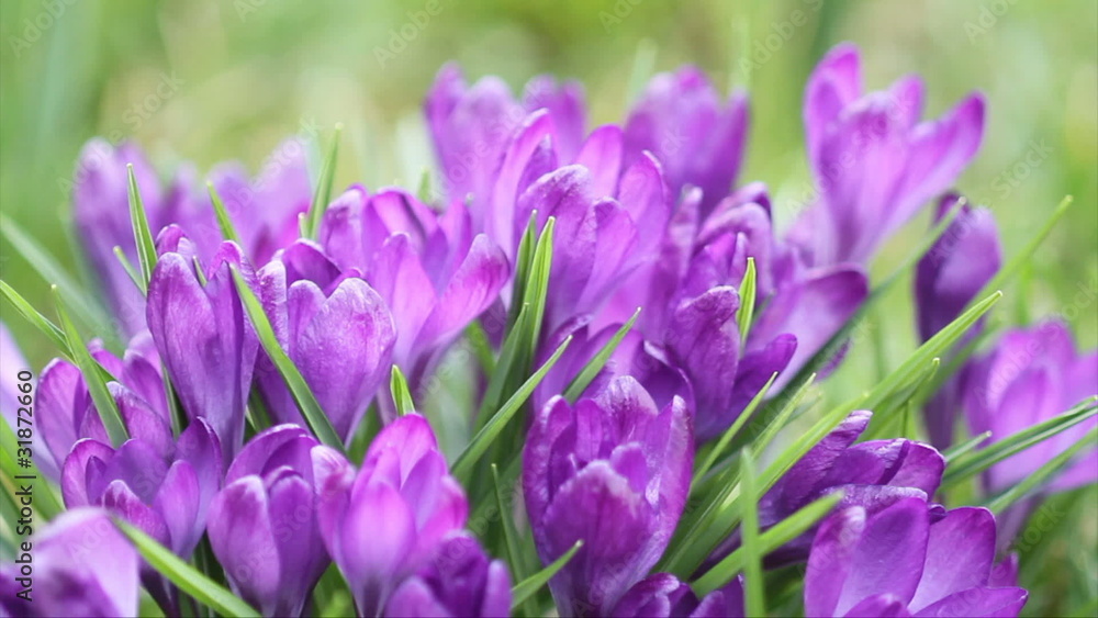 Krokusse Krokusse