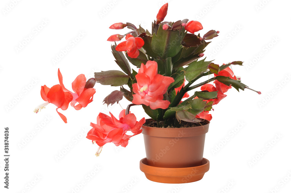 Fototapeta premium Christmas Cactus