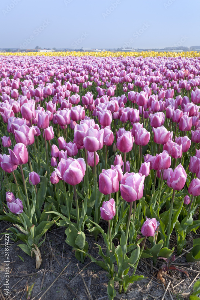 Dutch tulipfields in springtime Dutch tulipfields in springtime