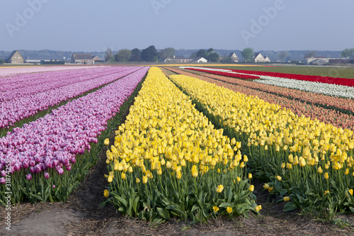 Wallpaper Mural Dutch tulipfields in springtime Torontodigital.ca