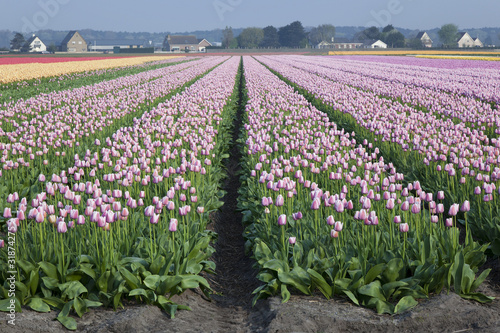 Dutch tulipfields in springtime