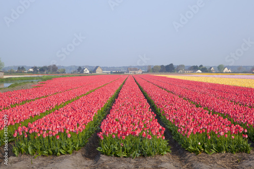 Dutch tulipfields in springtime