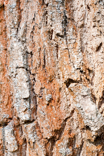 Macro image of a bark