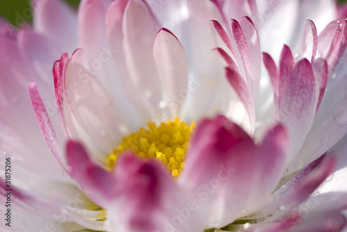 pink daisy
