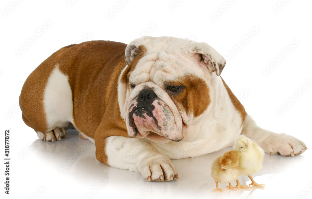 Fototapeta premium unusual friends