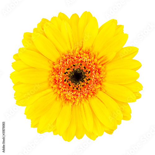 Yellow Gerbera Flower with Orange Center Isolated