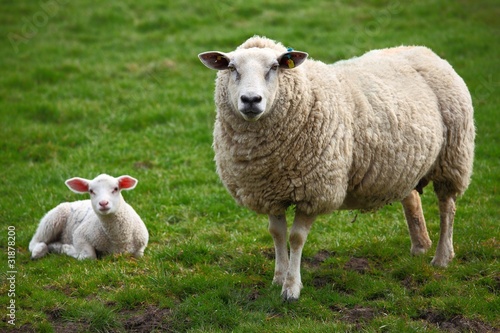 Ein Schaf und ein Lamm © pete pahham