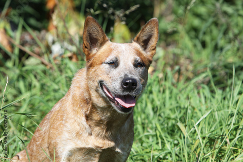 visage souriant du bouvier australien © Dogs