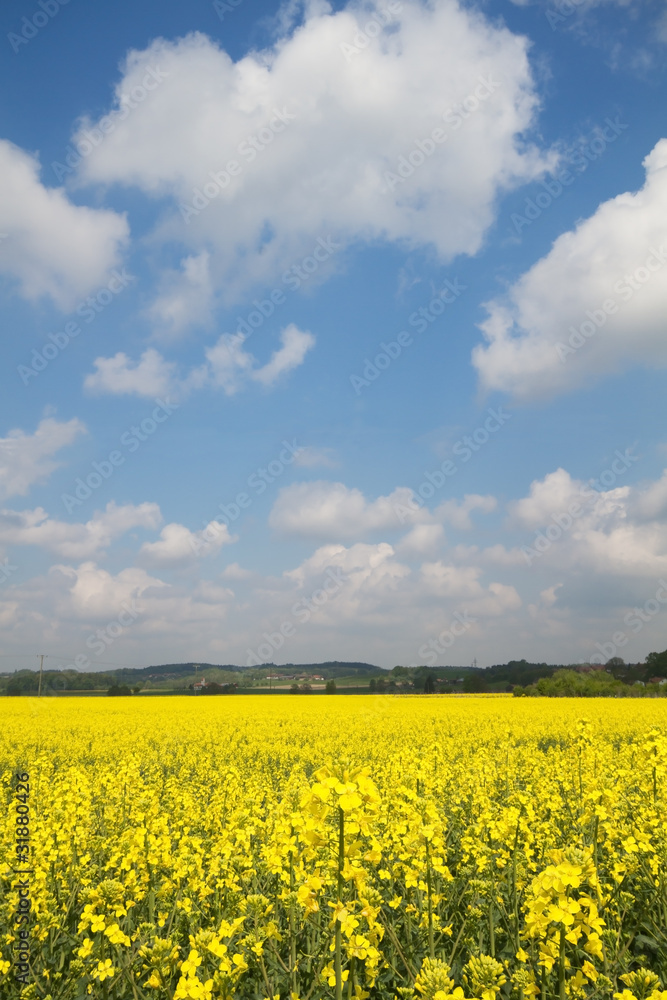 Blühendes Rapsfeld im Frühjahr