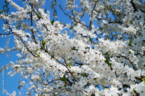Cherry blossom