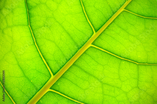 green leaf background