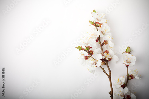 Brunch of apricot flowers