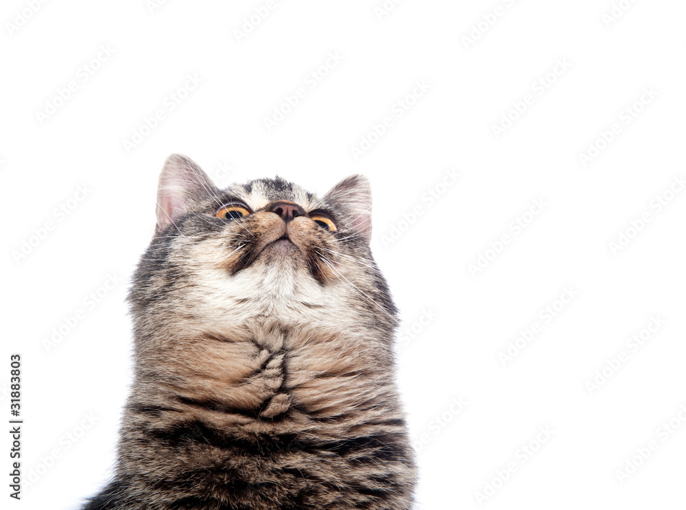 Obraz premium Cute cat looking up