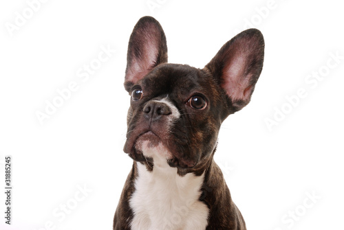 Französische Bulldogge