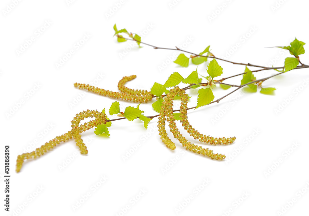 Birch branches on a white background.
