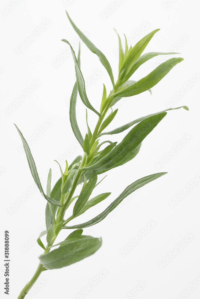 Branche d'estragon Branche d'estragon