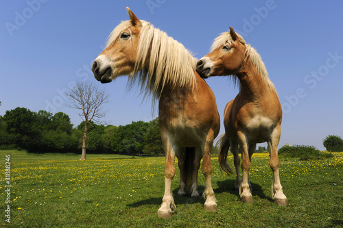 deux chevaux haflinger complices