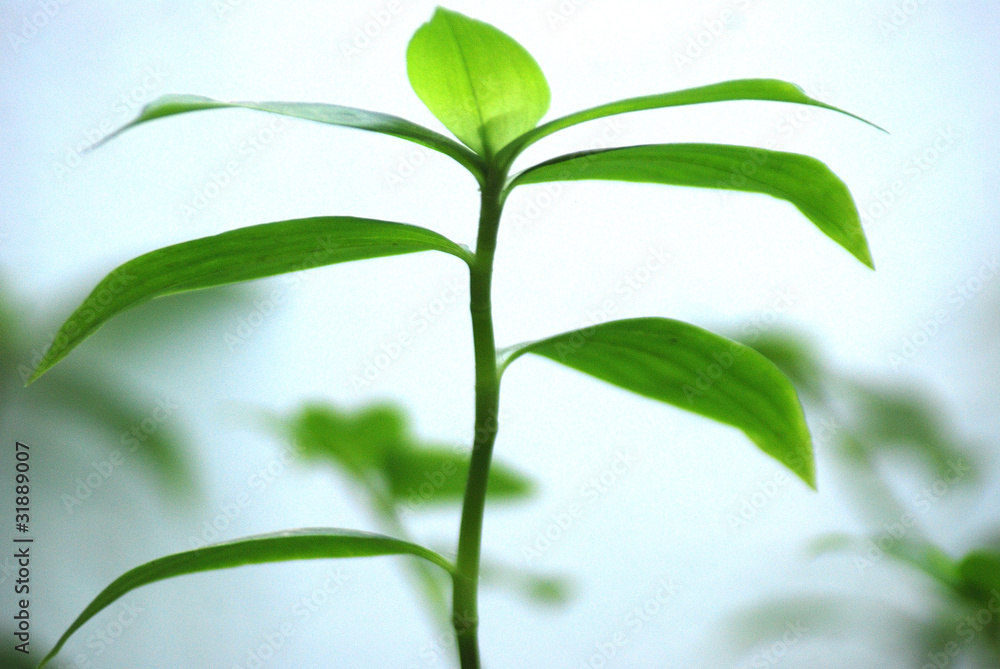 PLANTA DE INTERIOR, CRECER PLANTA DE INTERIOR, CRECER