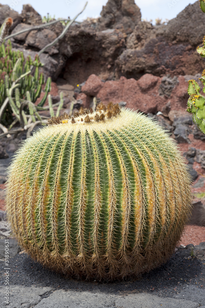 Kaktusgarten, Jardin de Cactus auf Lanzarote Kaktusgarten, Jardin de Cactus auf Lanzarote