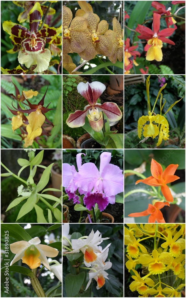 Fototapeta premium Storczyki i orchidee