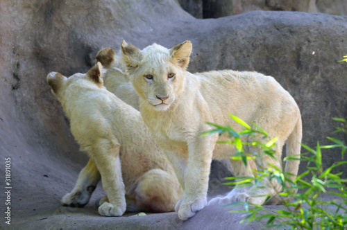 Valokuva White lion cubs