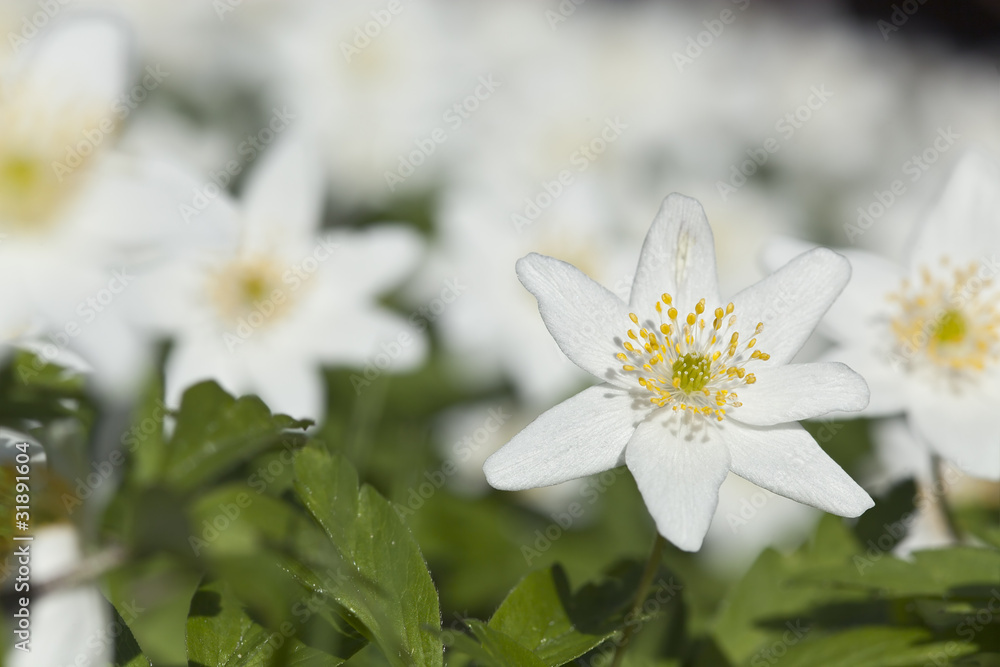 Wood anemone, macro photo Wood anemone, macro photo