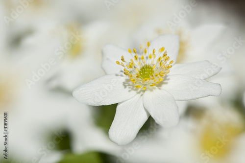 Wood anemone  macro photo