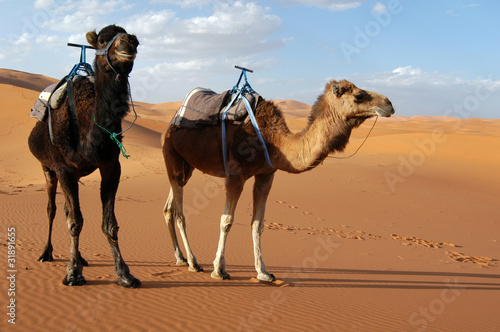 Arabian camel