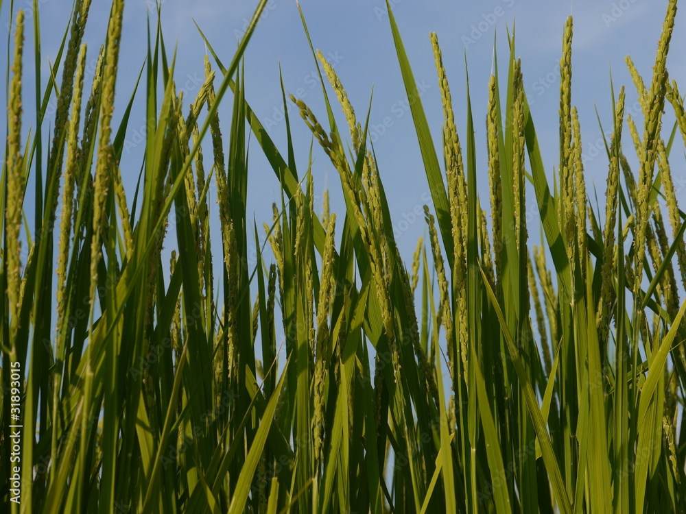 Fototapeta premium 稲穂
