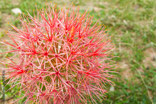 Tropical Flowers