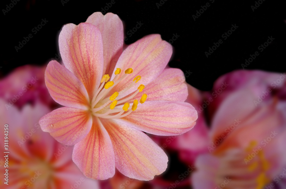 Fototapeta premium fleurs roses