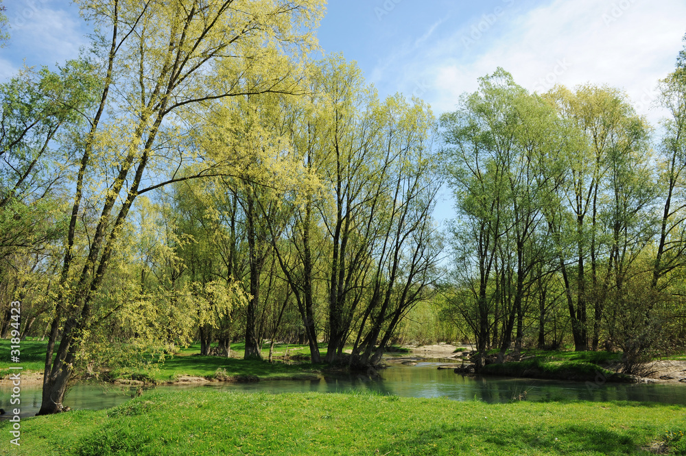 Obraz premium paesaggio alberi 1561