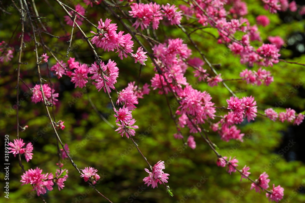 菊桃 (東京・五条天神) 菊桃 (東京・五条天神)