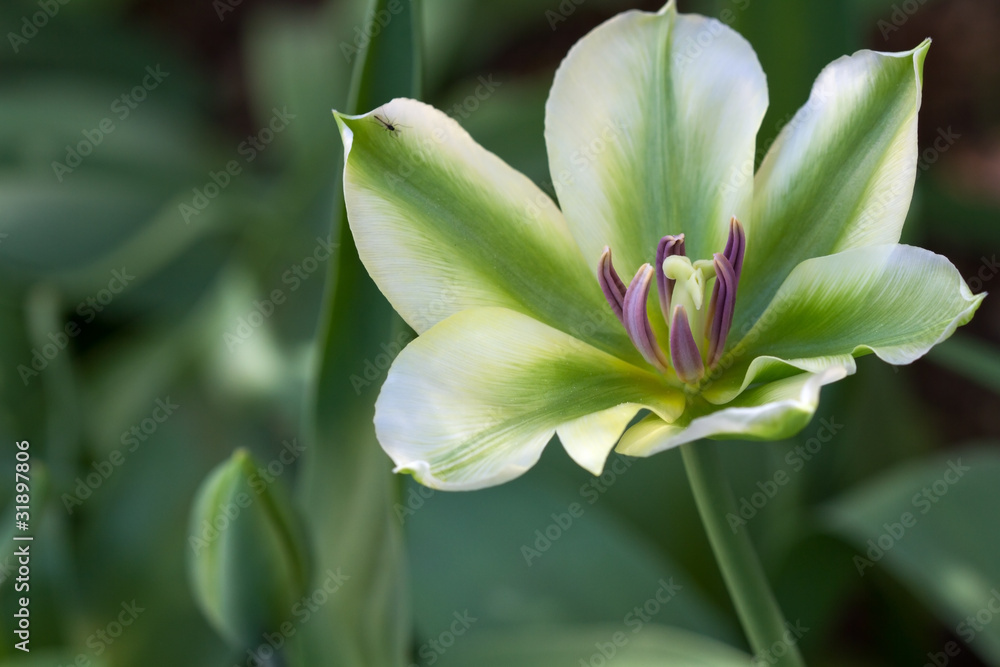 Tulpe (Tulipa) - Nahaufnahme