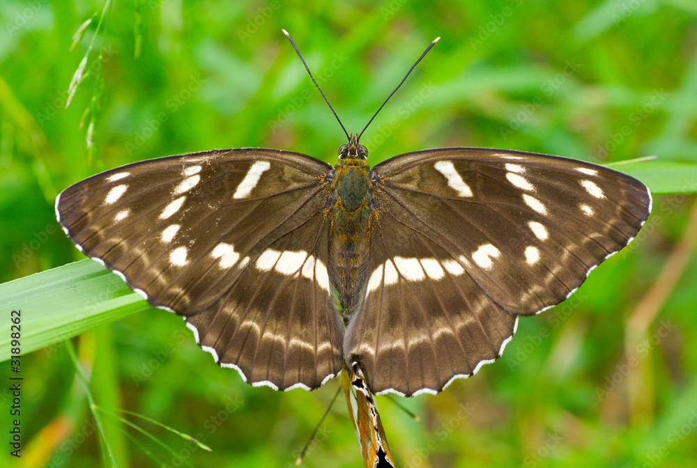 Butterfly (Limenitis Moltrechti) 5 Butterfly (Limenitis Moltrechti) 5