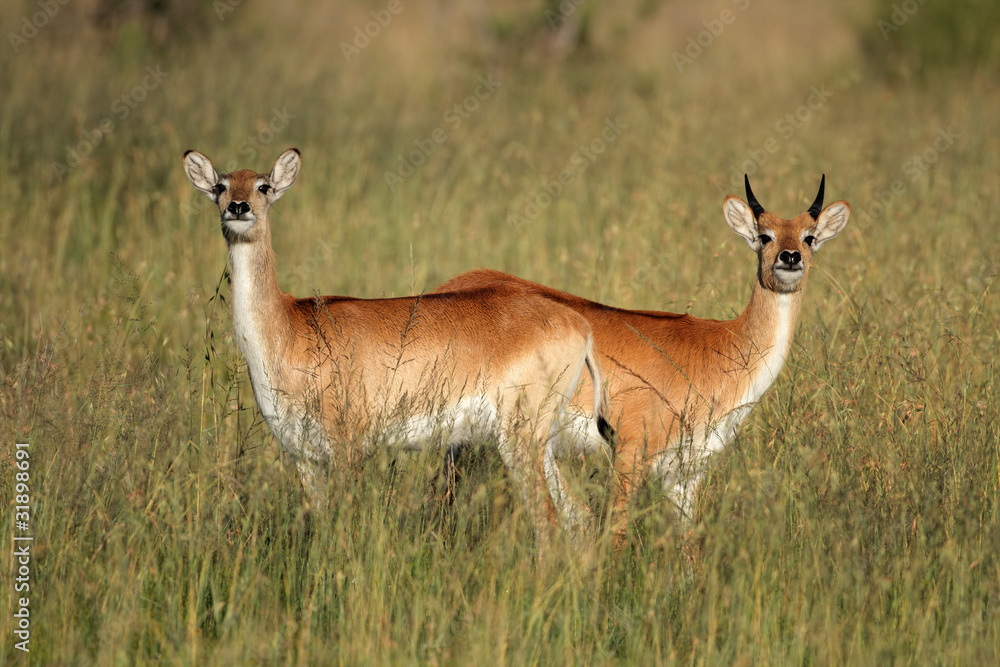Obraz premium Red lechwe antelopes
