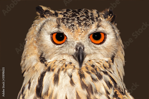 Bengal eagle owl, India