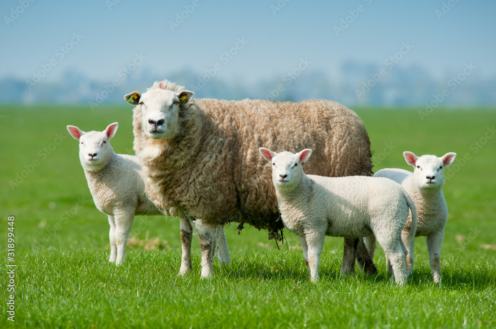 Naklejka premium Matka owiec i jej jagniąt na wiosnę