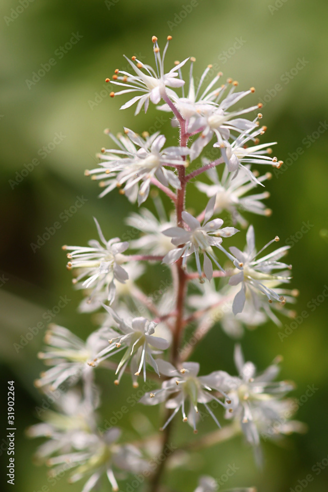 Schaumblüte